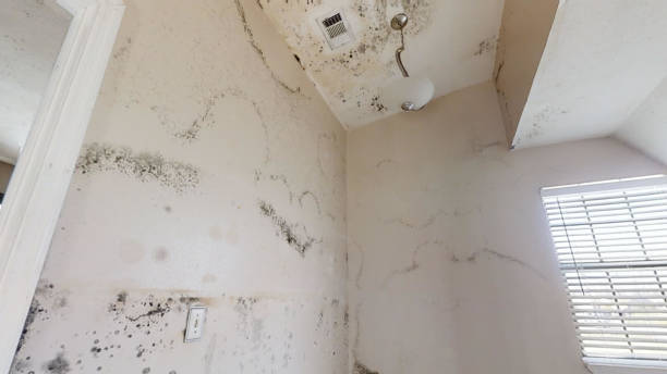 Best Black Mold Removal  in Deer Park, OH